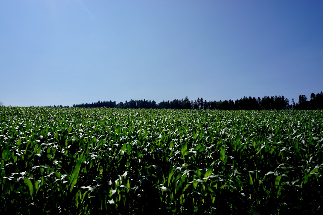 Corn.