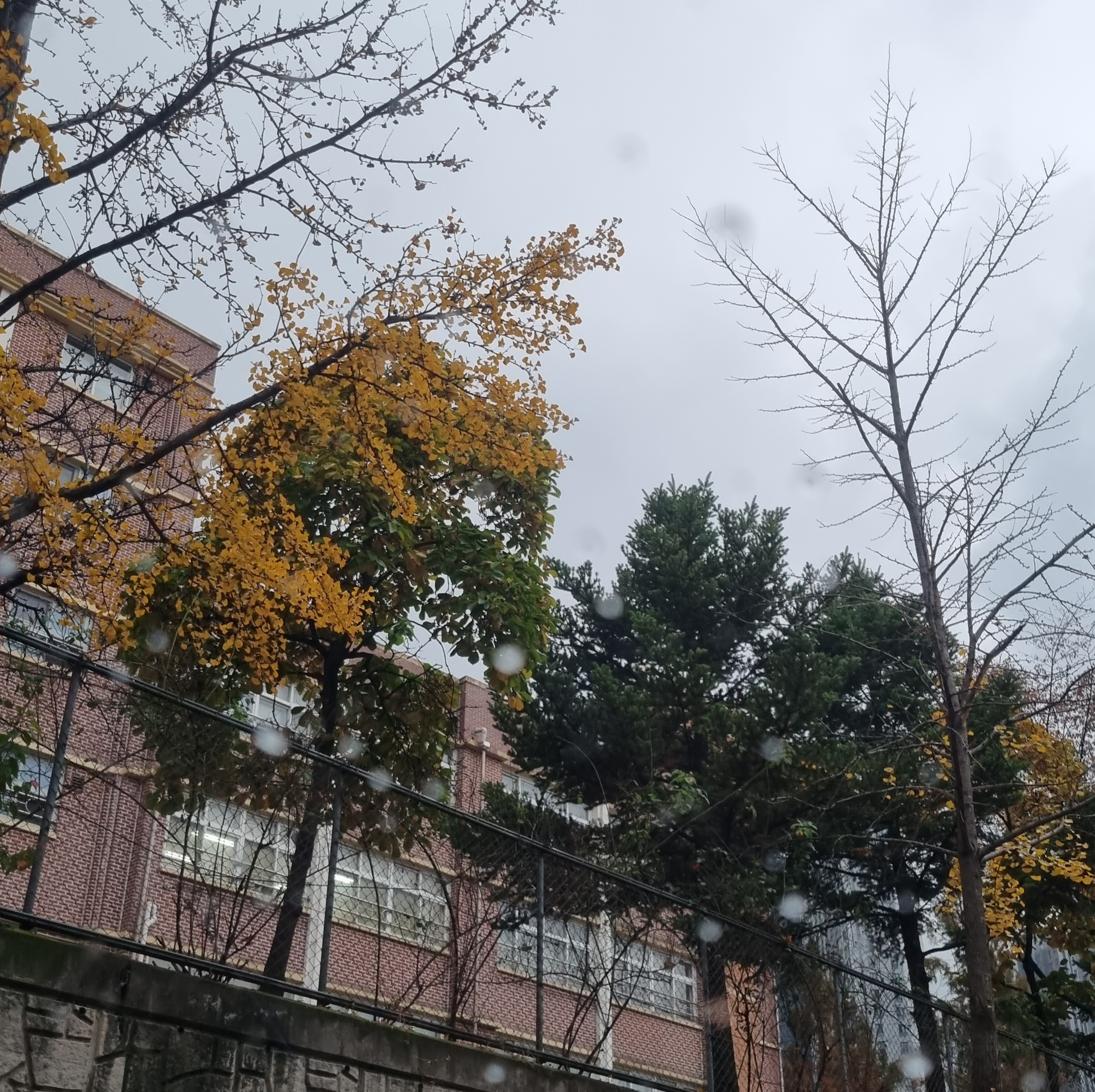은행나무 암수구별법, 열매, 효능, 단풍시기 은행나무 암수구별법, 열매, 효능, 단풍시기