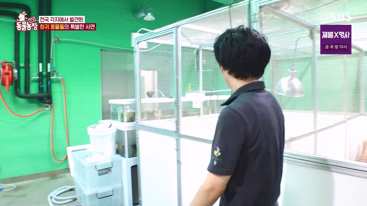 TV 동물농장.E1156.240129p-NEXT.mp4_20240128_191738.171.jpg