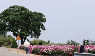 고흥작약꽃밭