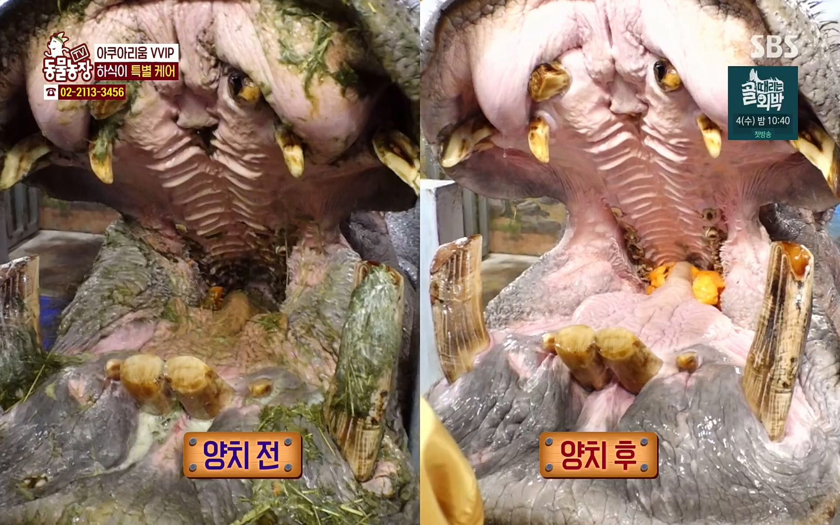 TV 동물농장.E1067.220501p.H264-F1RST.mp4_20220501_181612.037.jpg