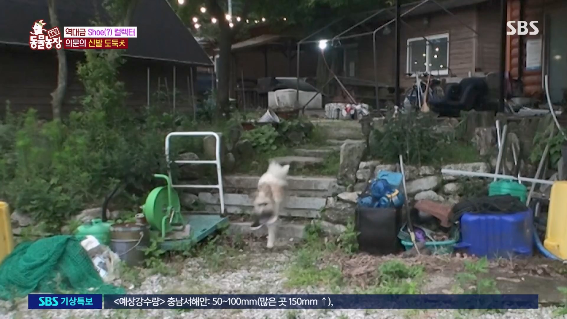 TV 동물농장.E1130.230723p.H264-F1RST.mp4_20230723_171220.842.jpg