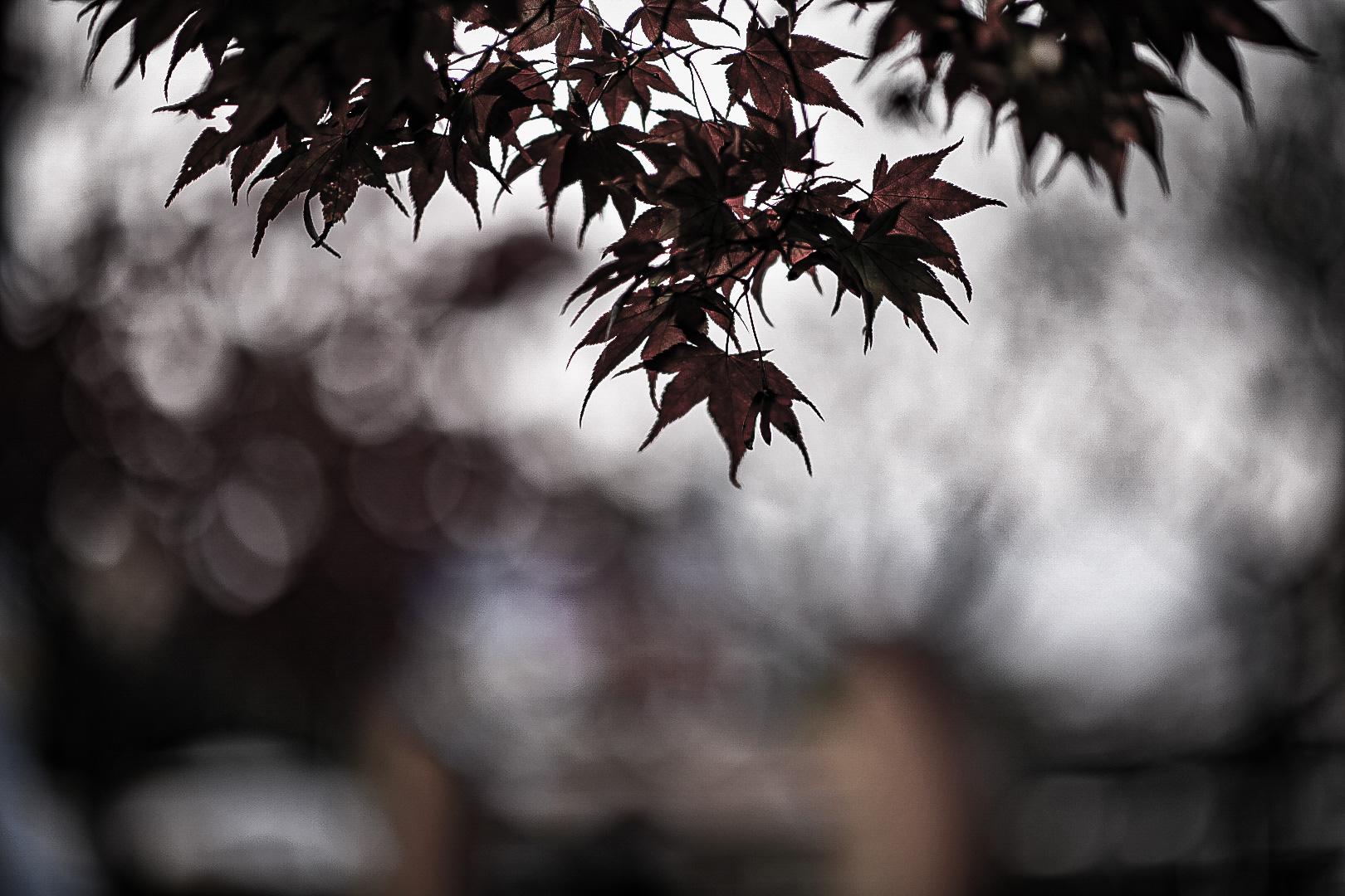  가을. Autumn fades
