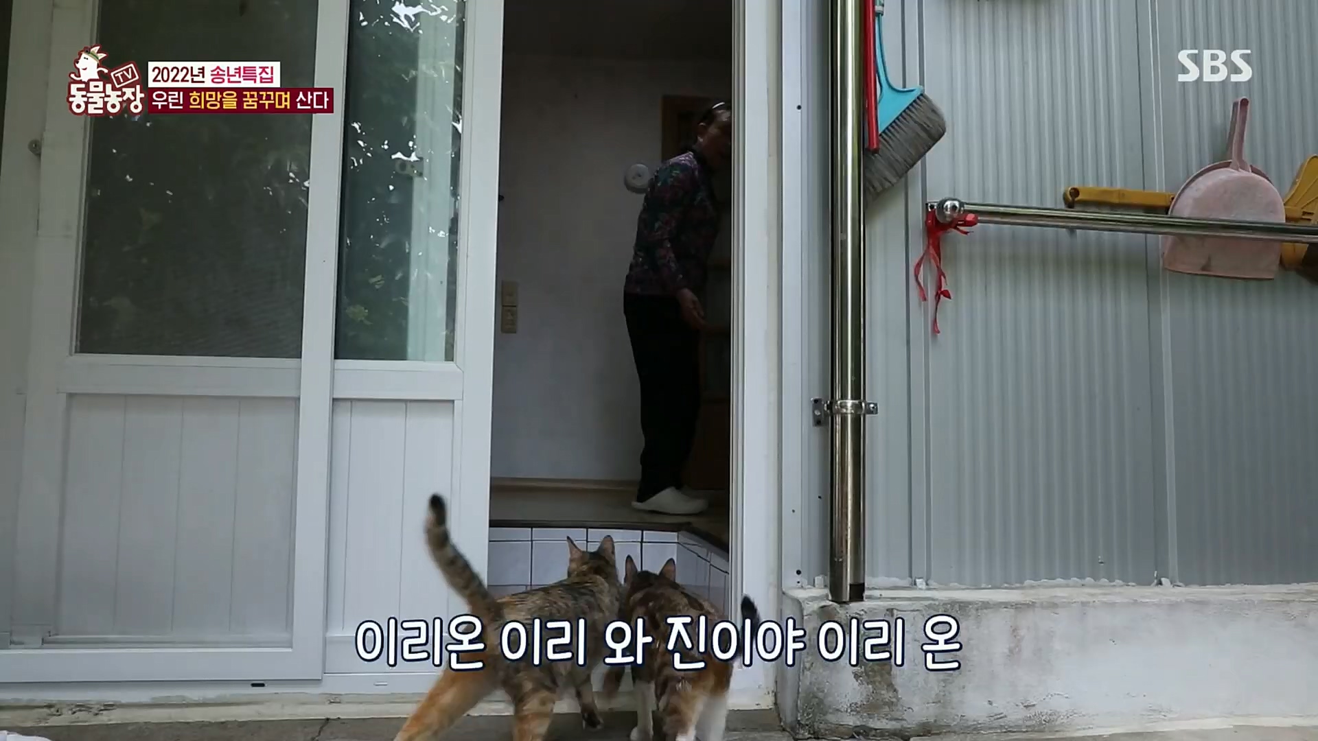 TV 동물농장.E1101.221225p.H264-F1RST.mp4_20221225_190305.400.jpg