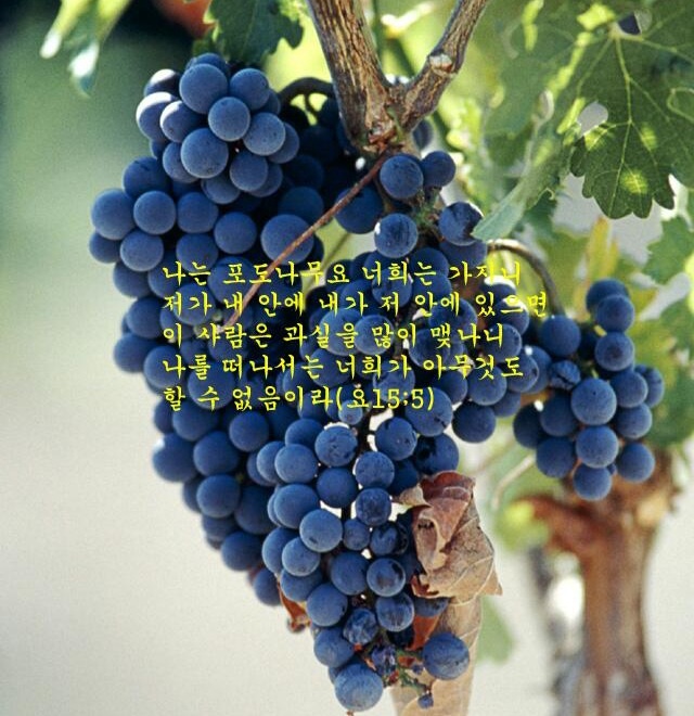 단물쓴물 이미지