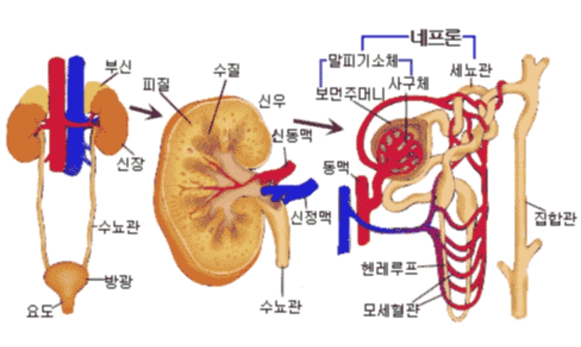 신장구조