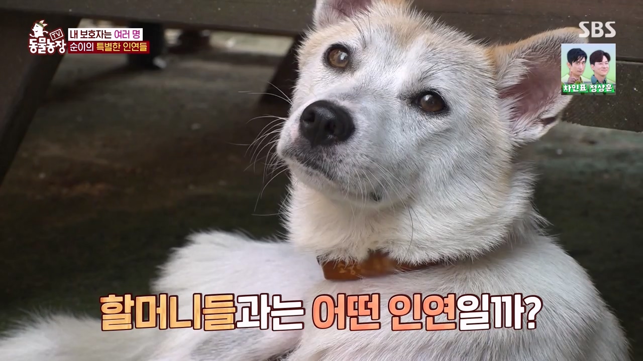 TV 동물농장.E1143.231030p-NEXT.mp4_20231029_164058.808.jpg