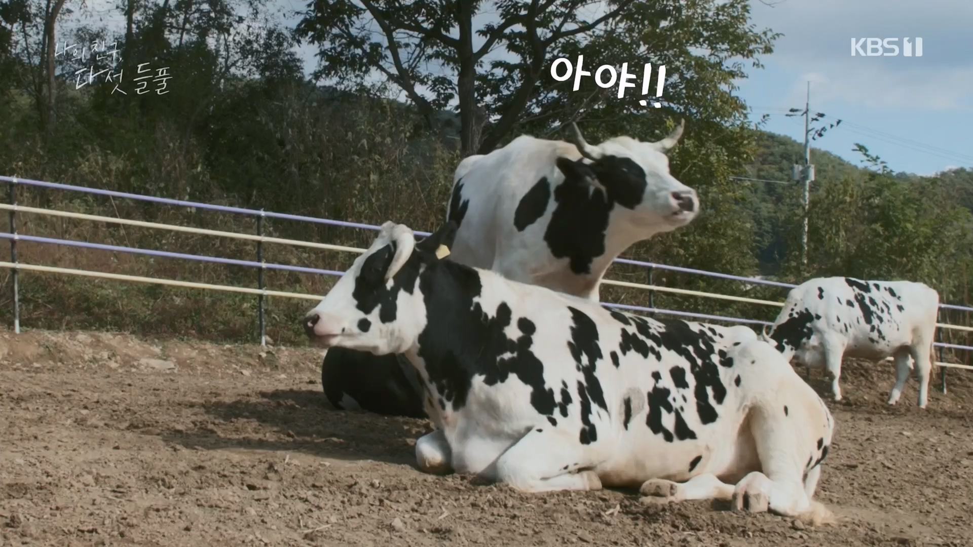 특집 다큐 나의 친구, 다섯 들풀.240119p.H264-F1RST.mp4_20240121_151732.130.jpg