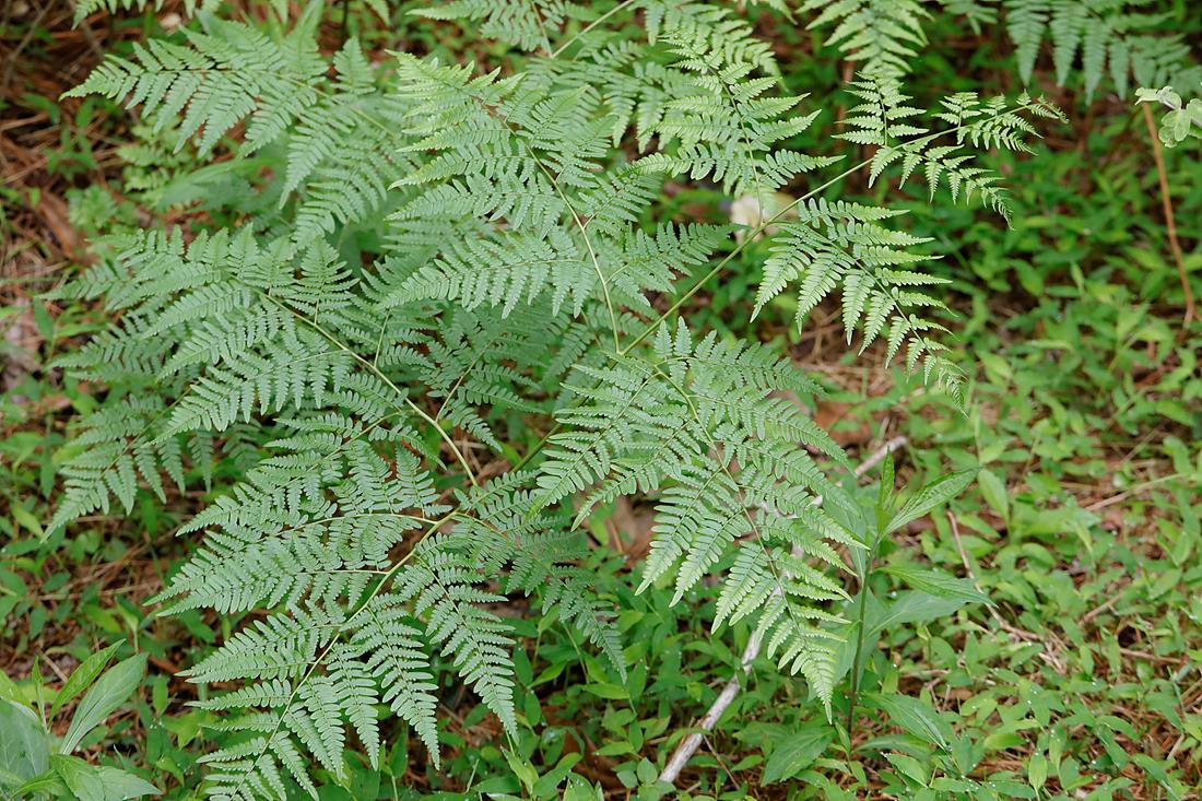 [식재료] 양치류 고사리의 효능에 3