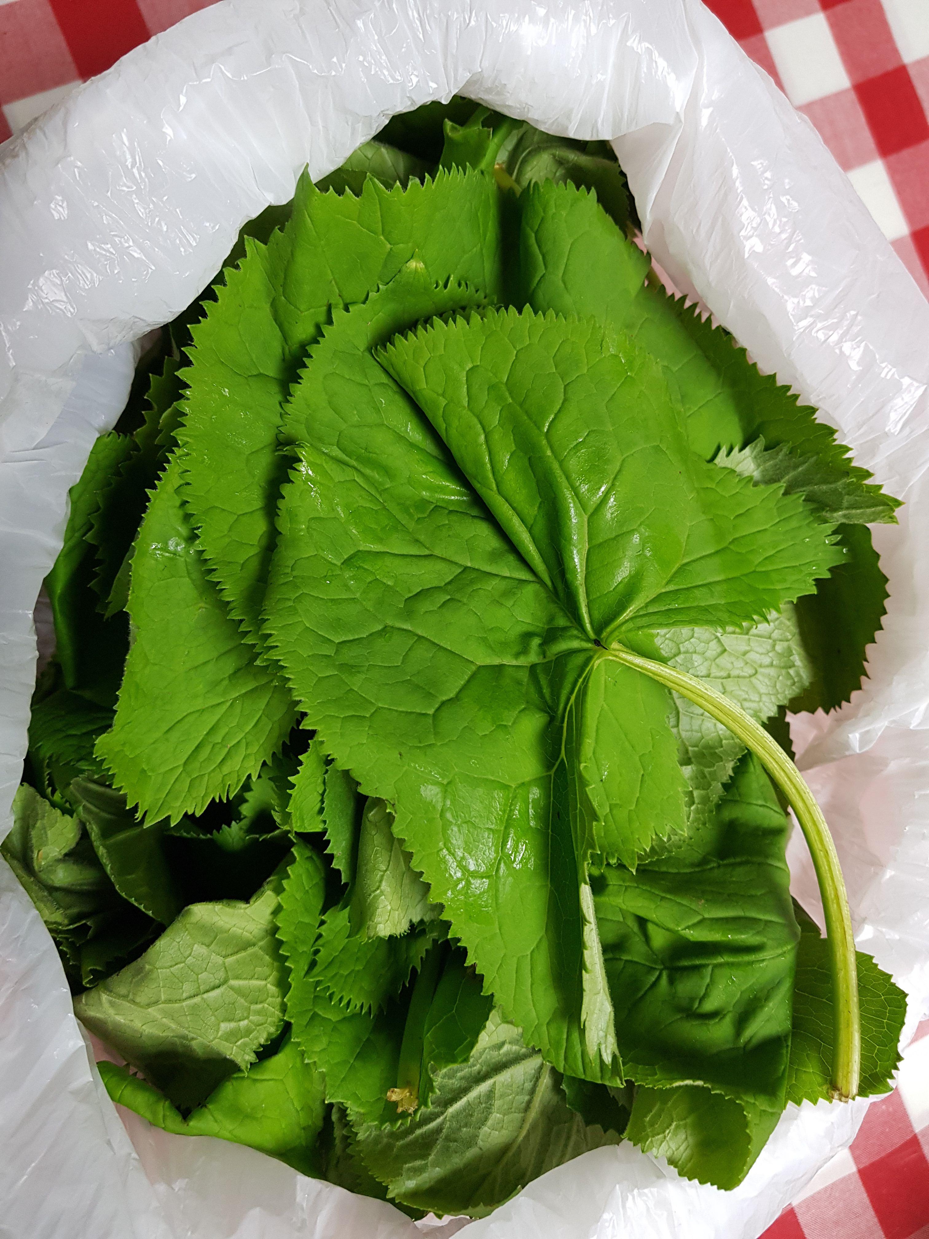 야생 곰취
