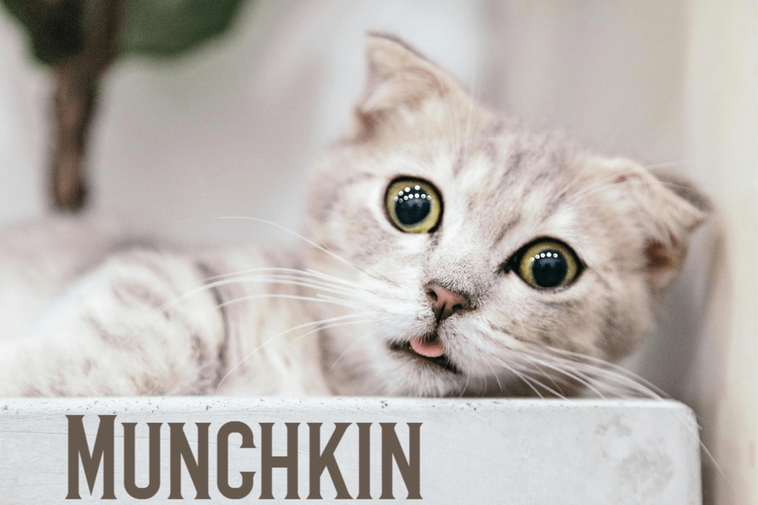 Munchkin