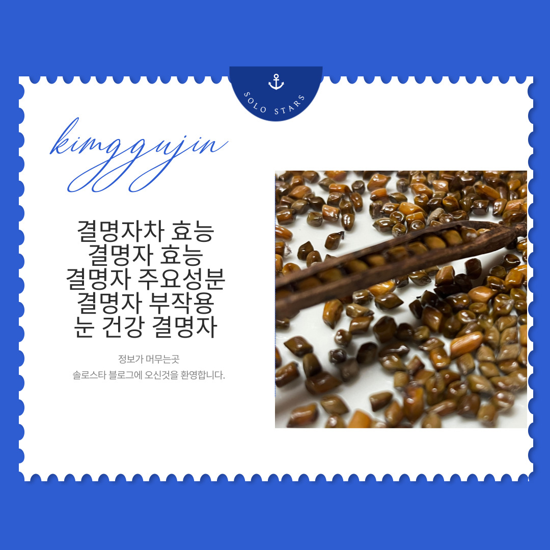 결명자 사진