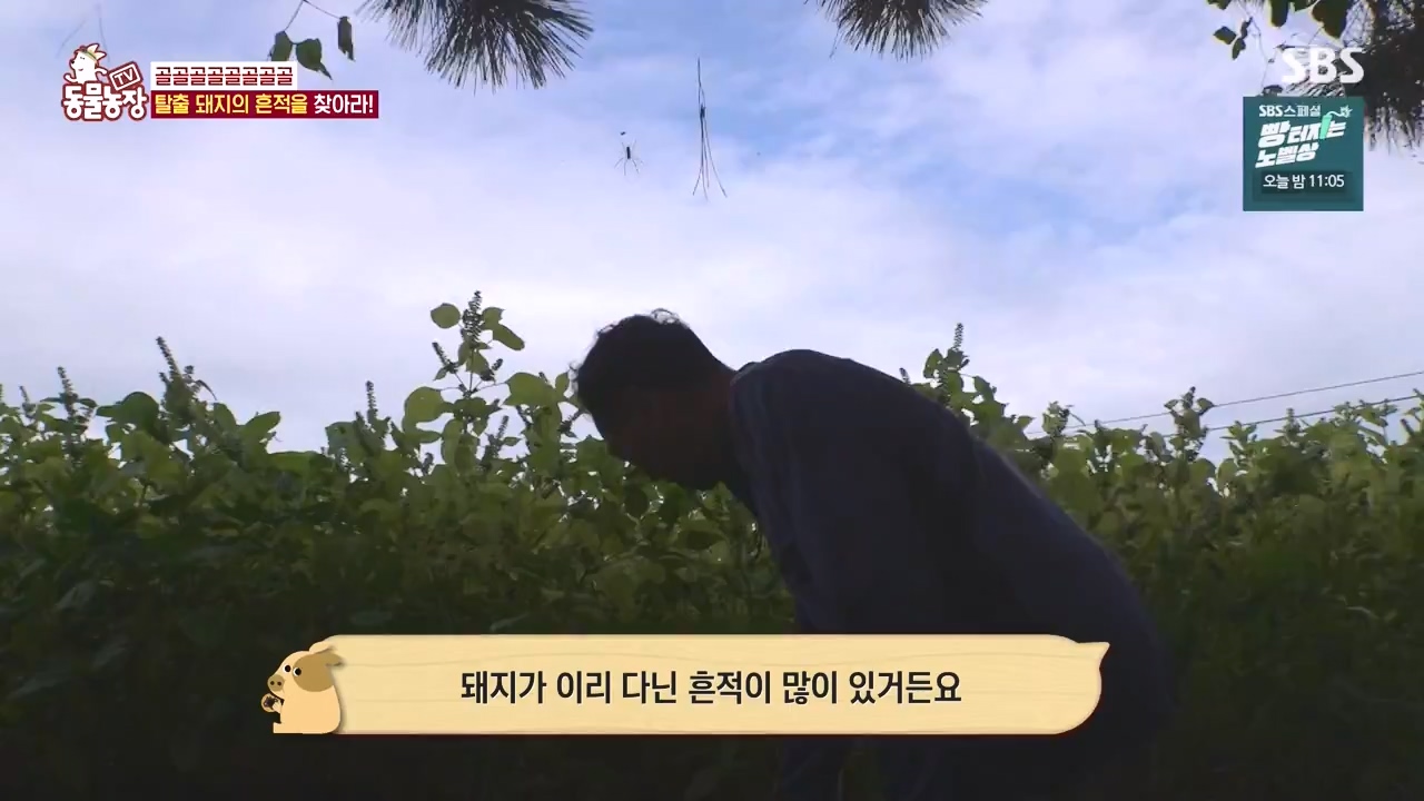 TV 동물농장.E1144.231106p-NEXT.mp4_20231105_175943.967.jpg