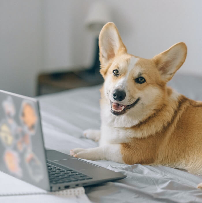 노트북 앞에서 웃고있는 강아지 