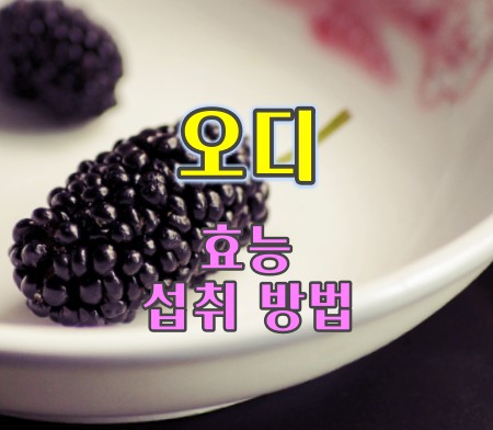 오디-효능
