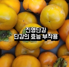 진영-단감-효능