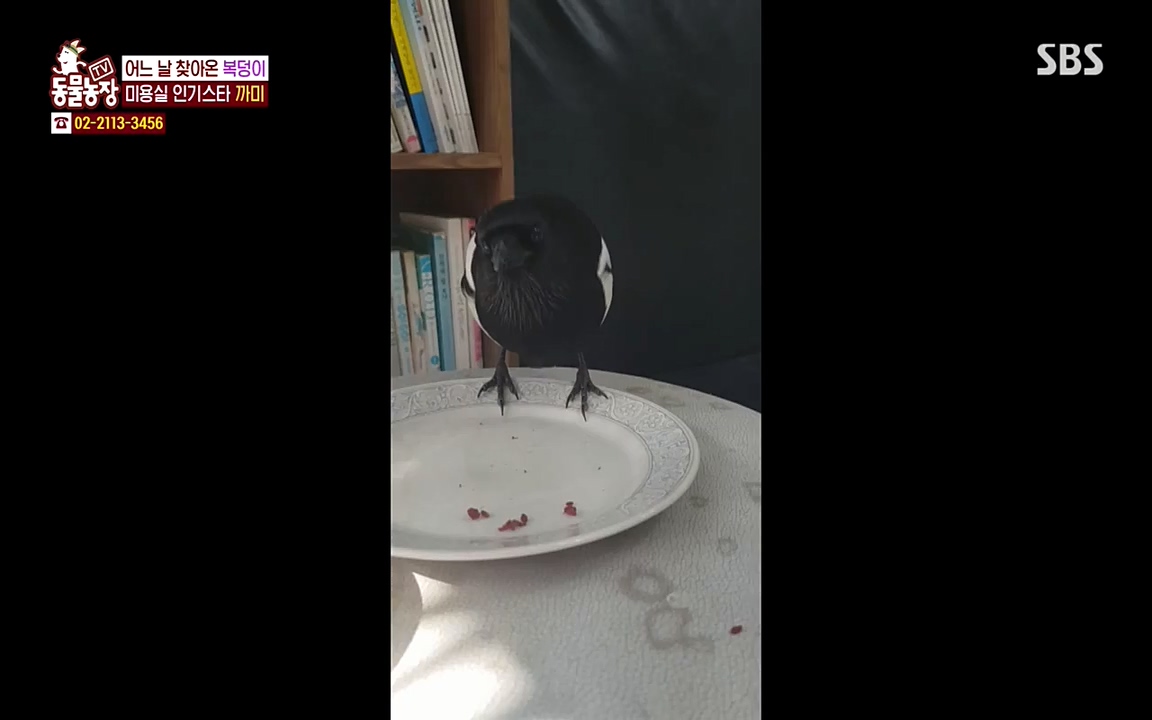 TV 동물농장.E1065.220418p-NEXT.mp4_20220417_181256.259.jpg