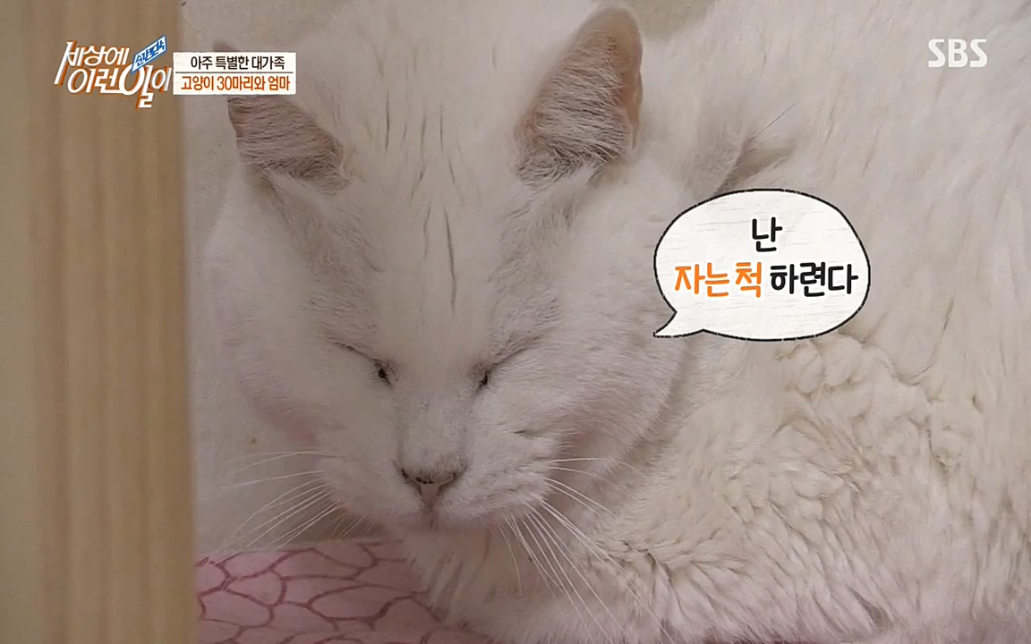 순간포착 세상에 이런일이.E1173.220330p-NEXT.mp4_20220330_174804.498.jpg