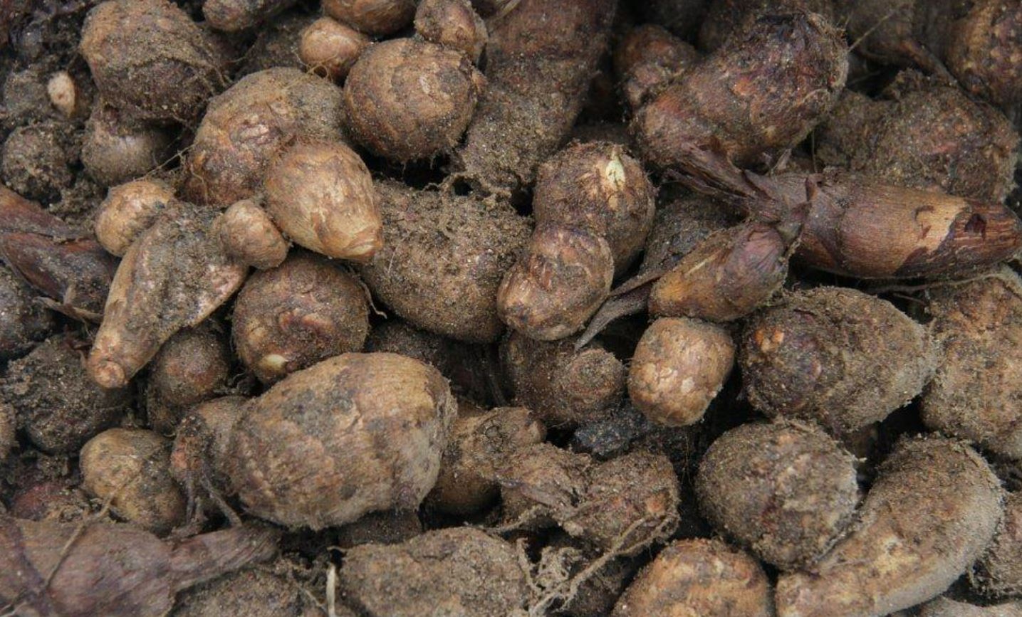 토란