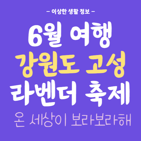 6월 여행 강원도 고성 라벤더 축제