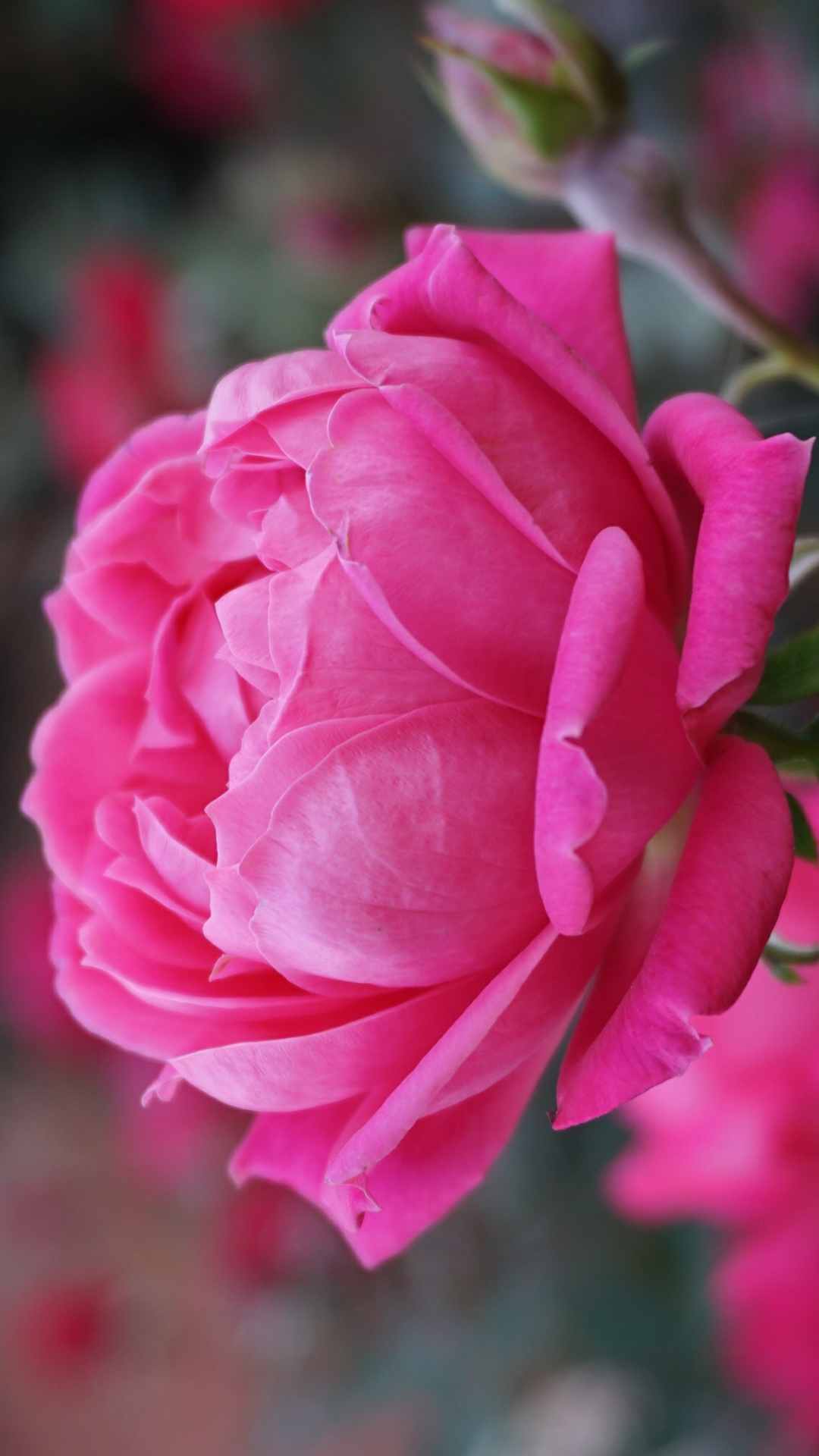 Rose Flower iPhone Wallpaper