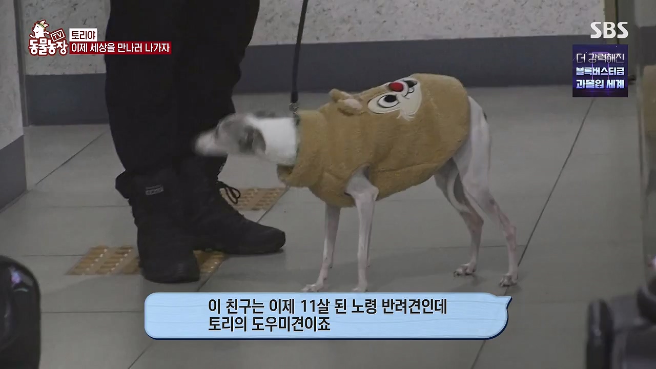 TV 동물농장.E1179.240708p-NEXT.mp4_20240707_160436.494.jpg