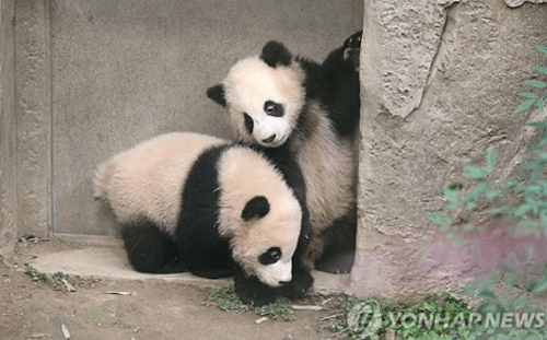 에버랜드 쌍둥이 판다 구별법: 루이바오 후이바오 공개!