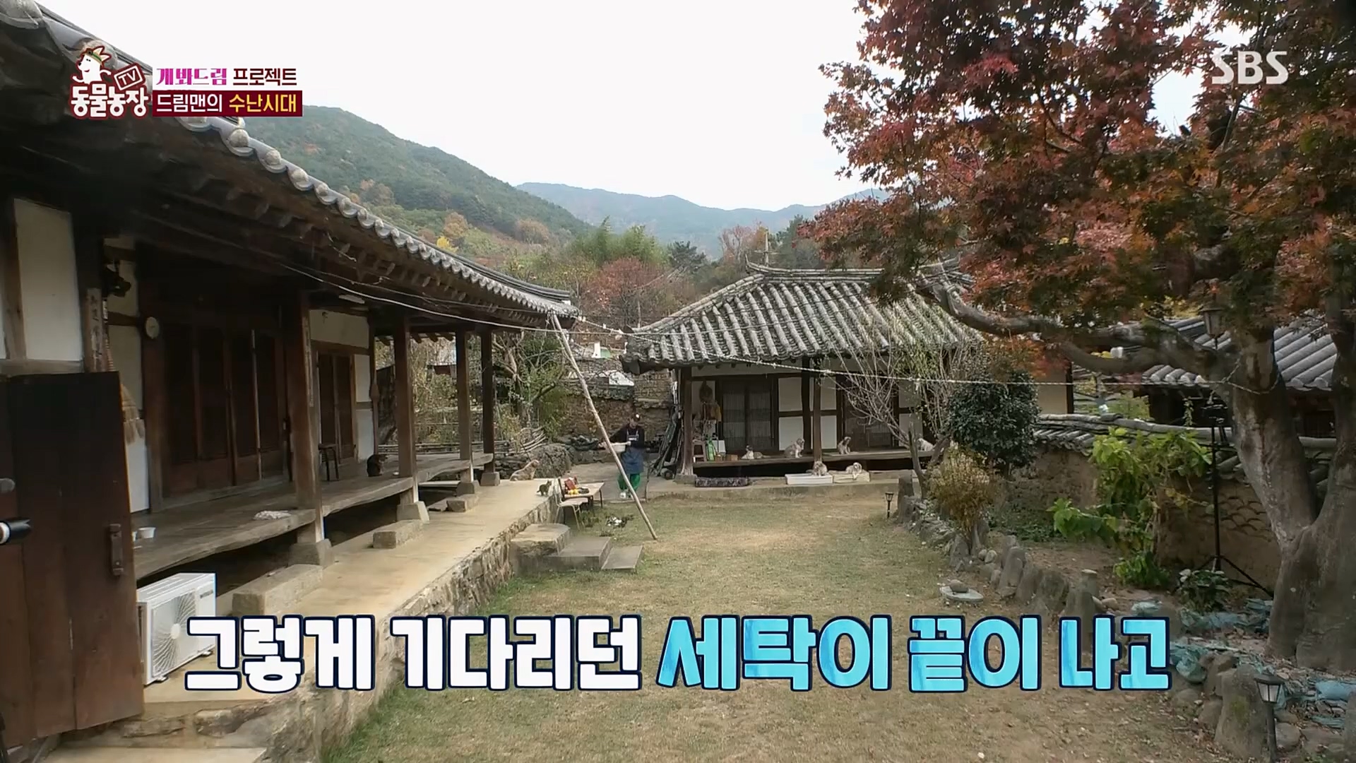 TV 동물농장.E1103.230108p.H264-F1RST.mp4_20230108_174649.616.jpg