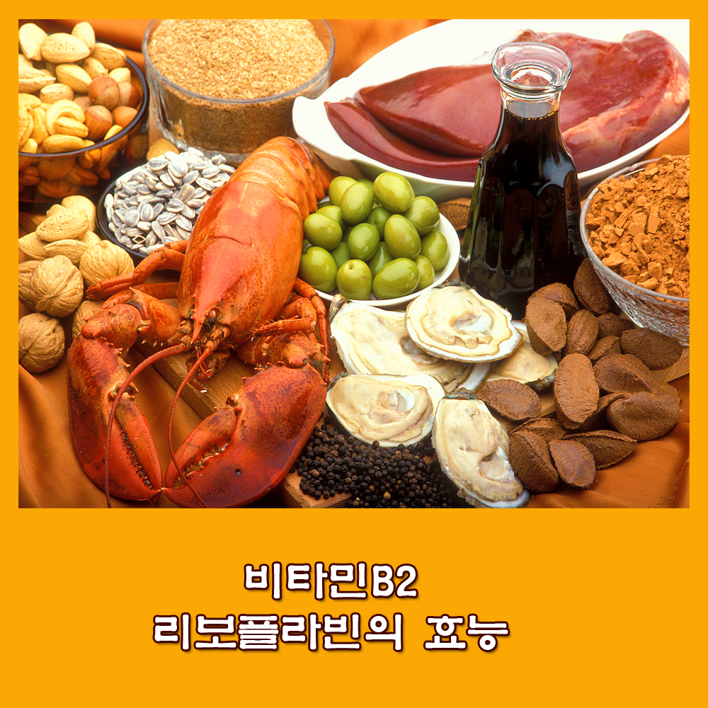  리보플라빈.비타민B2.리보플라빈 섭취기준