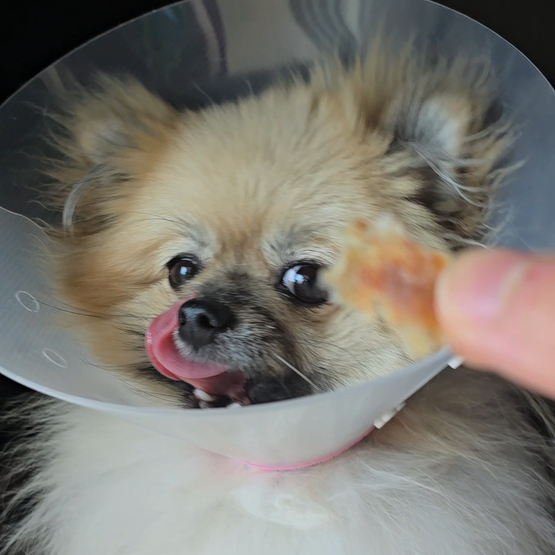 악어 간식을 보고 입맛 다시는 강아지