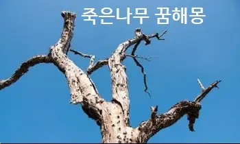 죽은나무 꿈해몽