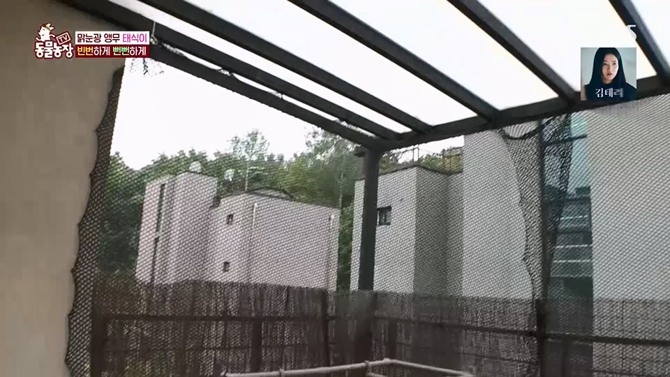 TV 동물농장.E1124.230611p.H264-F1RST.mp4_20230611_173556.901.jpg