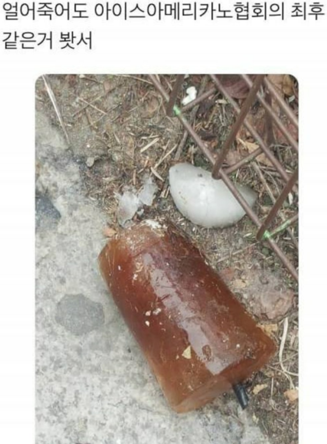  얼죽아의 최후