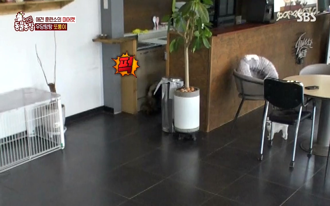 TV 동물농장.E1079.220725p-NEXT.mp4_20220724_151941.618.jpg