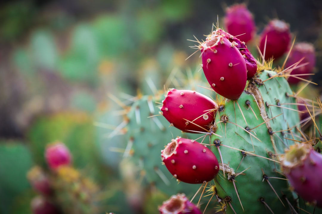 Tucson