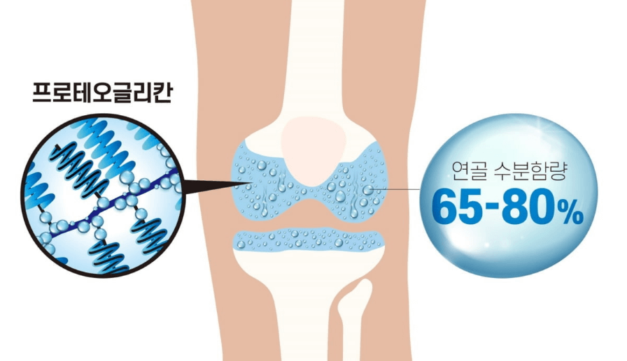 프로테오글리칸-사진