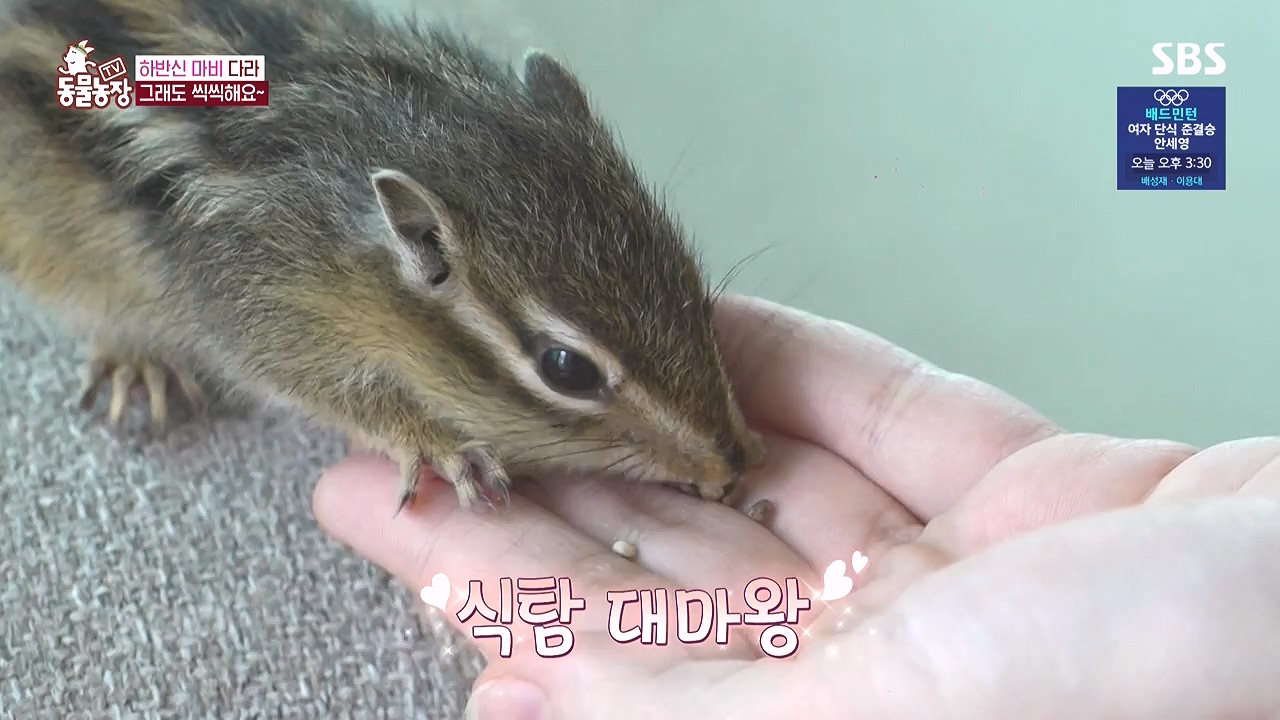 TV 동물농장.E1183.240805p-NEXT.mp4_20240804_154947.915.jpg