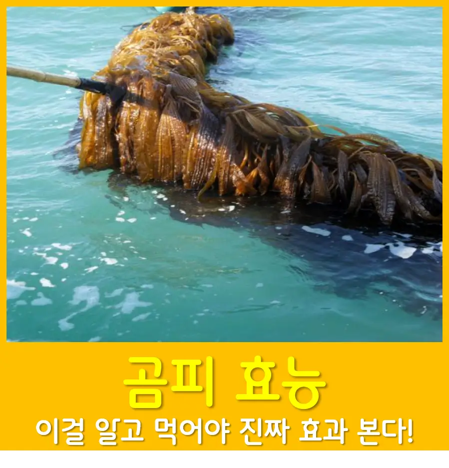 곰피 효능, 이걸 알고 먹어야 진짜 효과 본다!