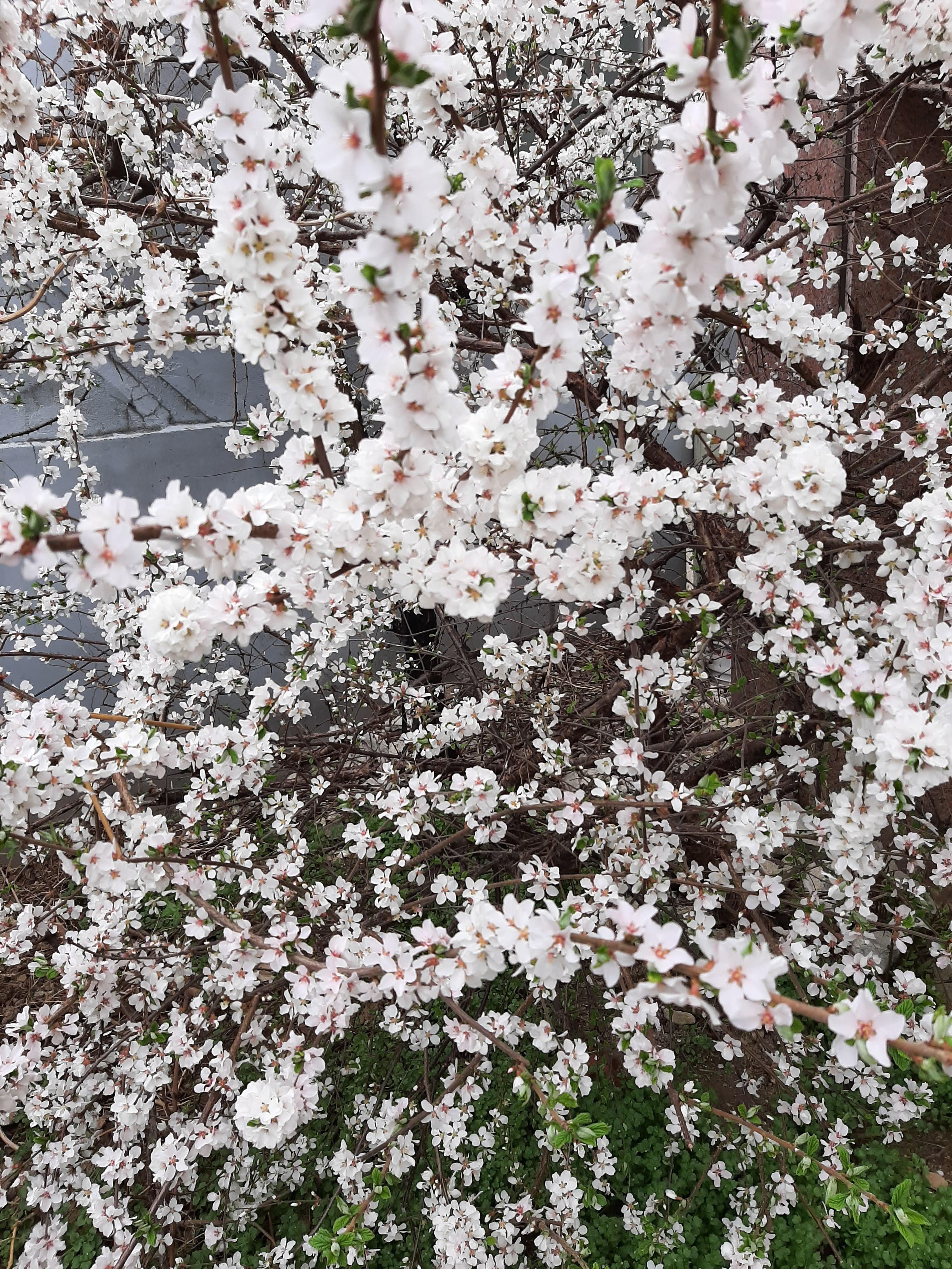 봄꽃 목련과 벚꽃이 한창입니다 / 꽃길만 걸으면 (03/23/22) 5