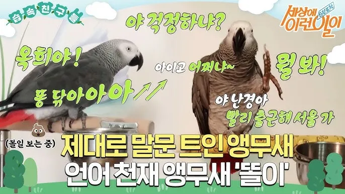 앵무새 가격 키우기 분양 수명 먹이 성격 종류_3