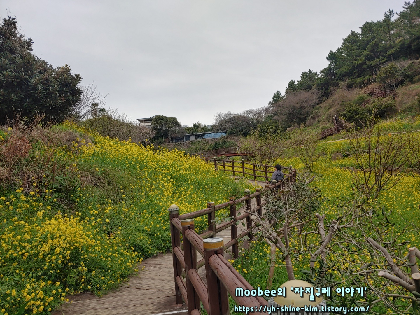 제주 엉덩물계곡 유채꽃