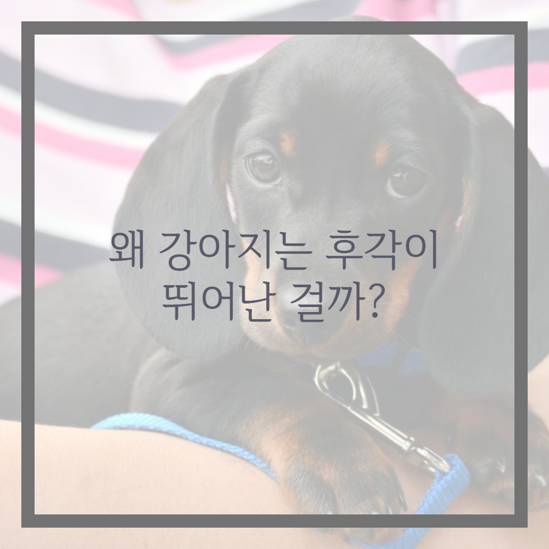왜 강아지는 후각이 뛰어난 걸까?
