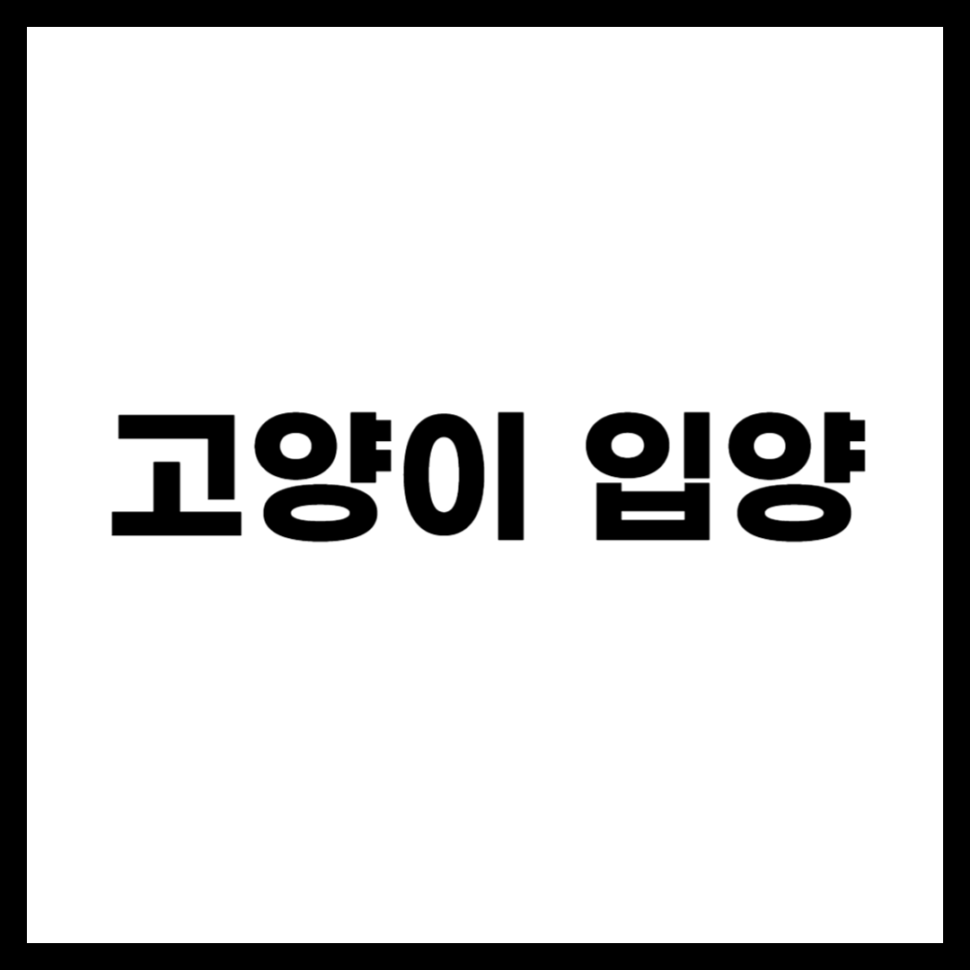 고양이 입양