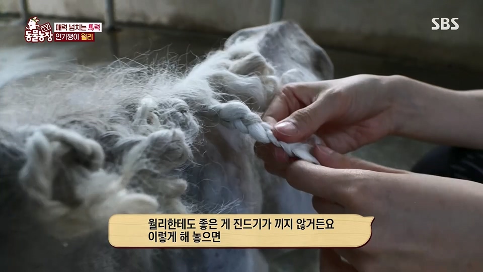 TV 동물농장.E1126.230625p.H264-F1RST.mp4_20230626_204302.902.jpg