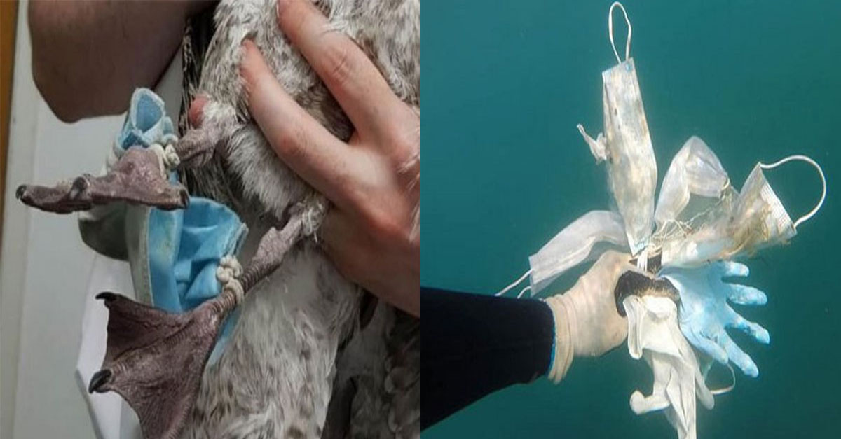  마스크 귀걸이 자르지 않고 버리면 생기는 일..