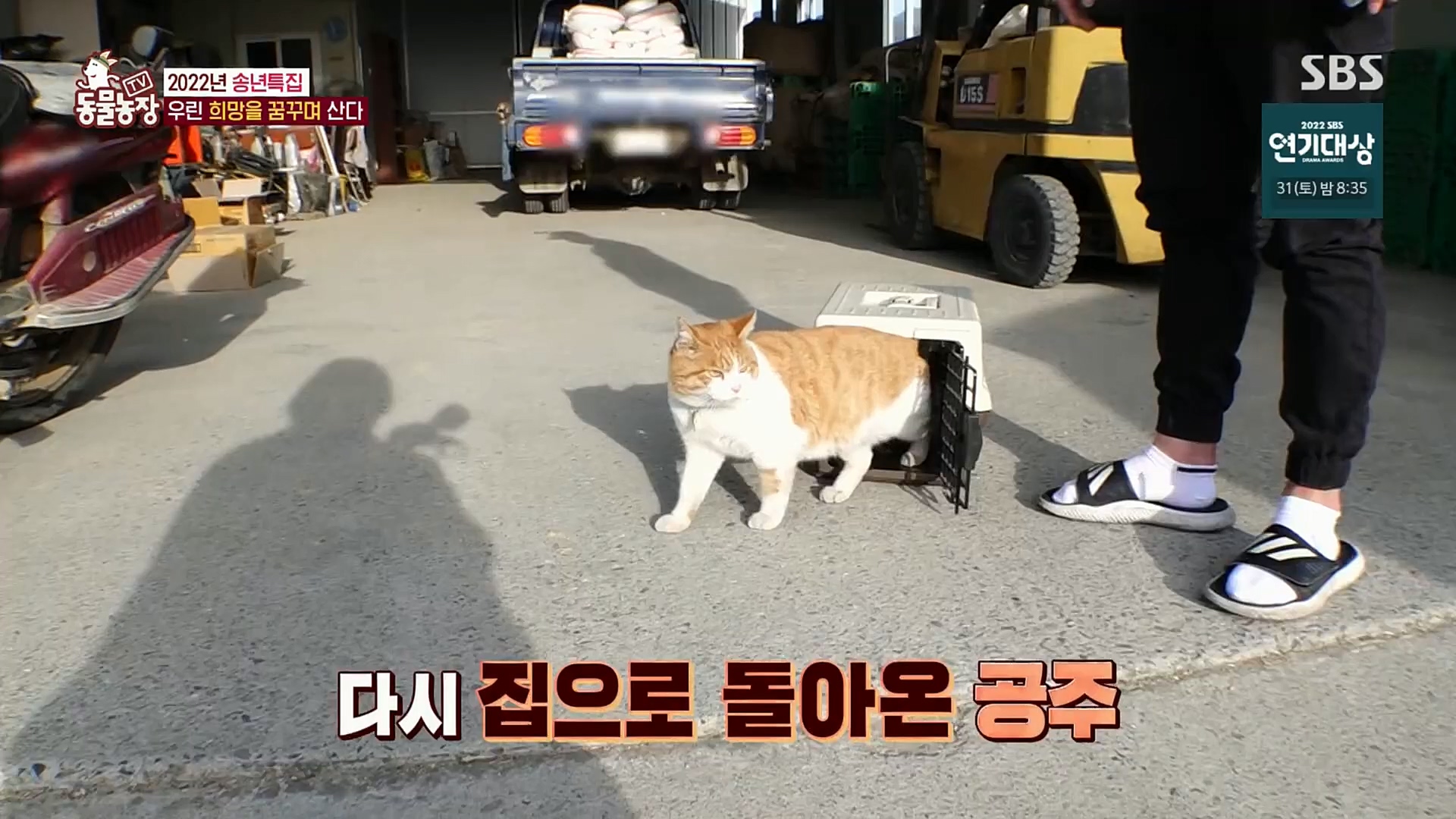 TV 동물농장.E1101.221225p.H264-F1RST.mp4_20221225_190304.951.jpg