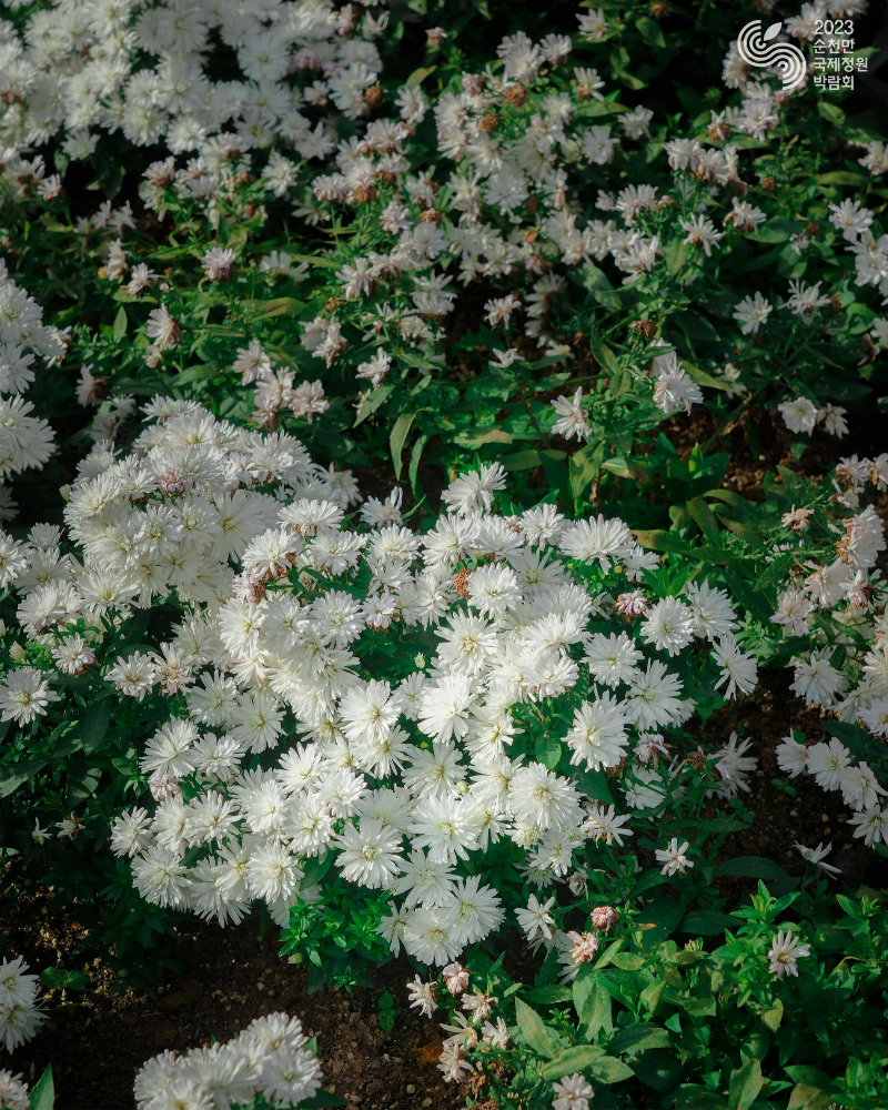 하얀색-국화꽃