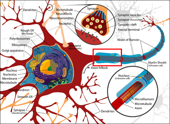 신경세포 구조도로 붉은 테두리로 둘러싼 부분이 뇌수초