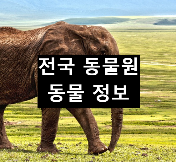  전국 동물원 정보 및 동물 종류 총정리