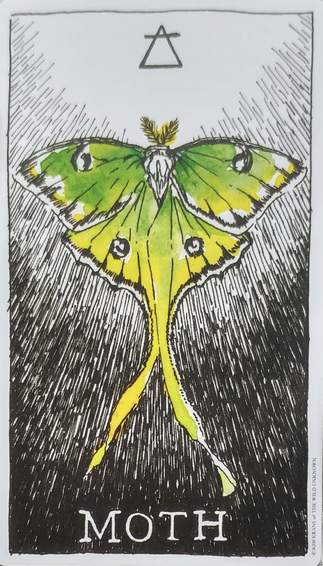  [오라클카드배우기] The wild unknown animal spirit 와일드 언노운 애니멀 스피릿 Moth 나방 해석 및 의미